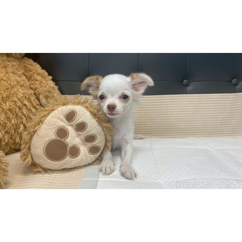 成約済の兵庫県のチワマル:チワワ×マルチーズ-405811の6枚目